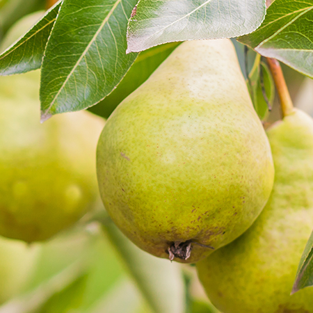 Orchard/Tree - Natural Growing Through Biology